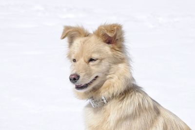 Close-up of a dog looking away