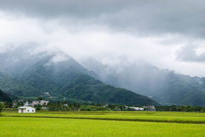 Scenic view of agricultural field against sky