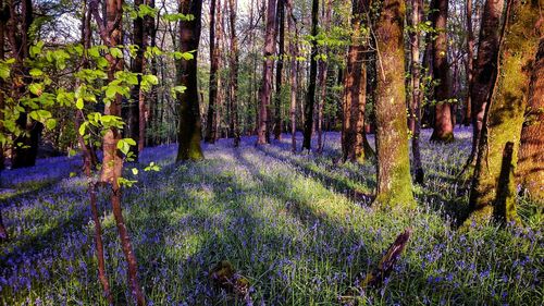 View of flowering trees in forest
