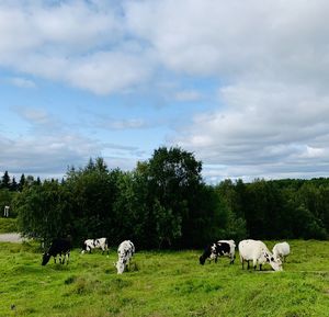 Horses grazing in a field