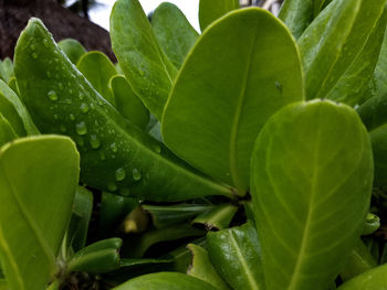 Close-up of water drops on plant