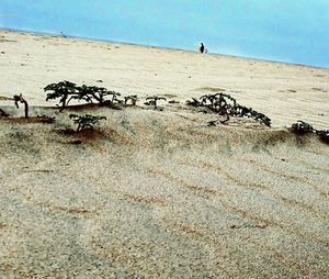 View of sandy beach