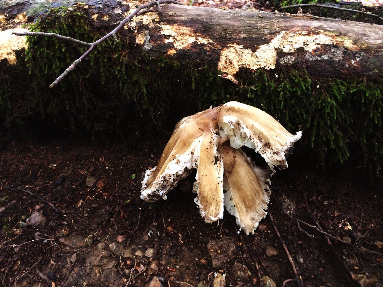 mushroom, high angle view, close-up, fungus, nature, growth, day, fragility, growing, dirt, outdoors, beauty in nature, freshness, tranquility, land, no people