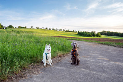 Dogs running on field against sky