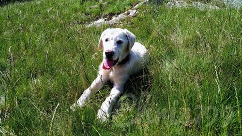 Dog on field