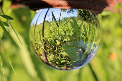 Close-up of fresh green plant