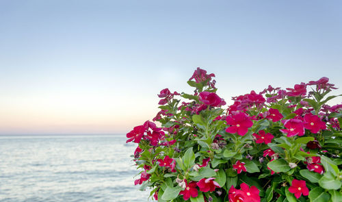 Pink rose blooming by sea against clear sky