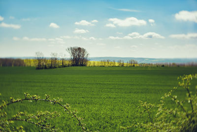 Scenic view of grassy field against sky