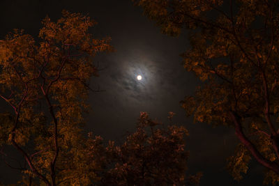 Low angle view of trees against sky at night