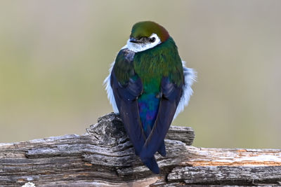 Close-up of bird perching on wood