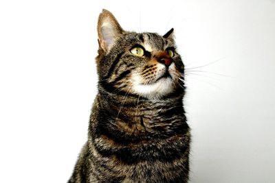 Close-up of cat against white background