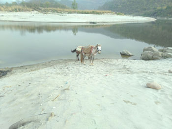 Two horse on shoreline of river beas in hamirpur himchal pradesh india 115