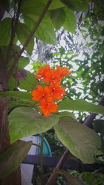 Close-up of red flower