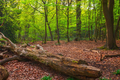 Trees in forest