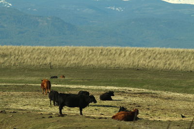 Horses on field against mountains