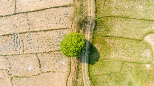 Full frame shot of grass