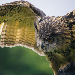 Close-up of owl perching on wooden post