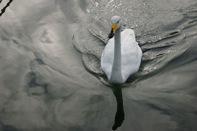 Close-up of swan swimming in water