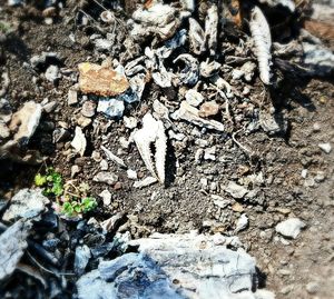 Close-up of rocks