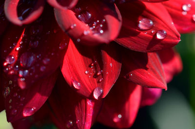 Close-up of wet red flowering plant