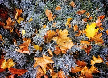 High angle view of maple leaves on plant during autumn