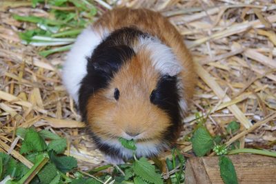 Close up of guinea pig