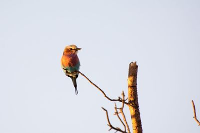 Low angle view of bird perching on branch against clear sky