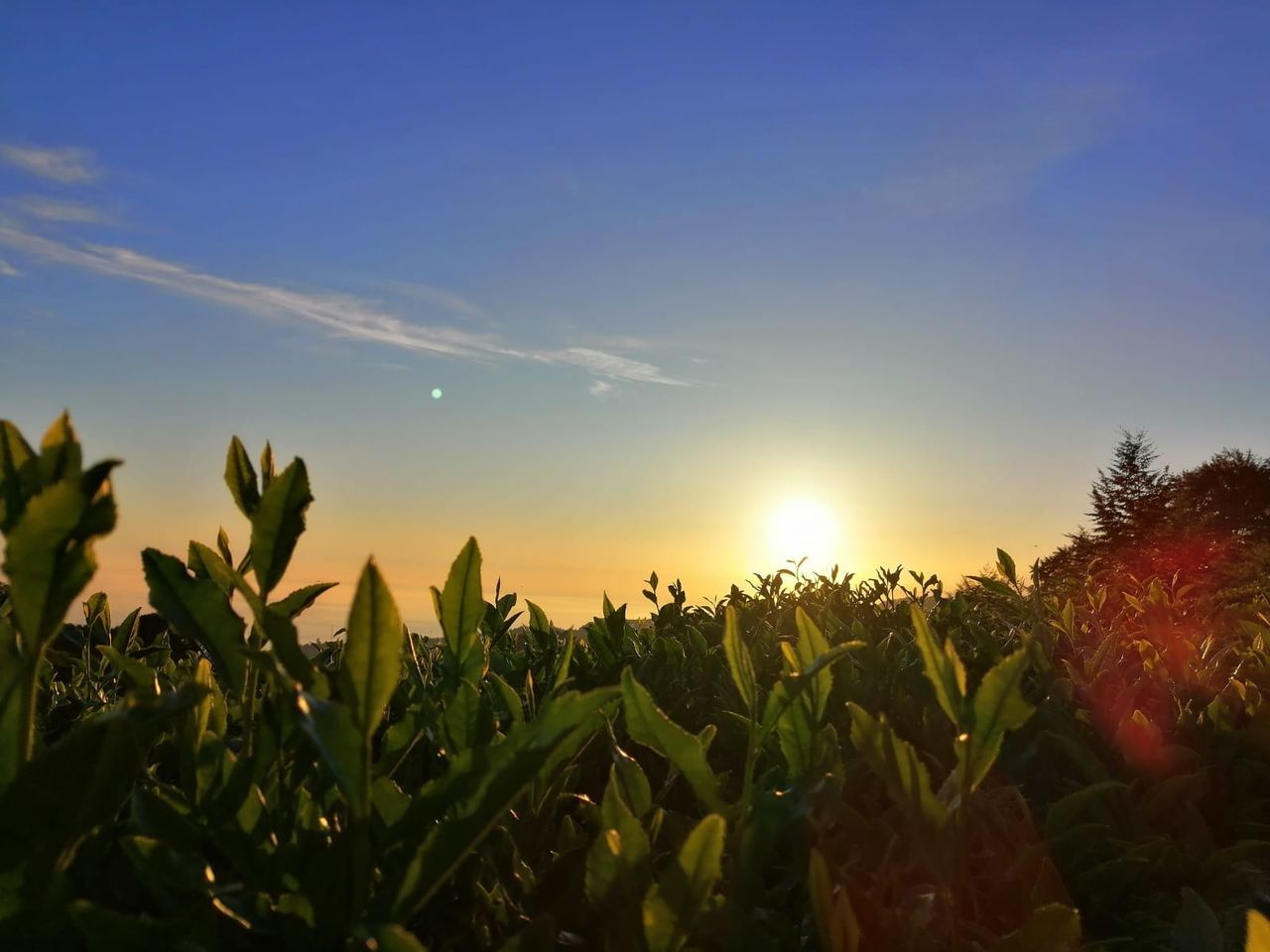 sky, growth, plant, beauty in nature, sun, nature, tranquility, sunlight, sunset, field, no people, land, tranquil scene, agriculture, lens flare, scenics - nature, leaf, freshness, landscape, flower, outdoors, bright