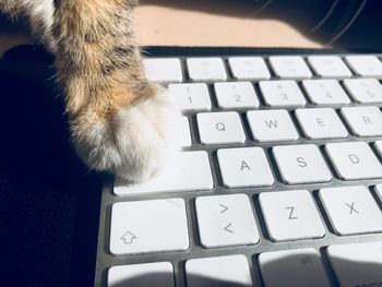 Close-up of cat looking away