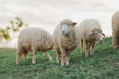 Sheep grazing on field