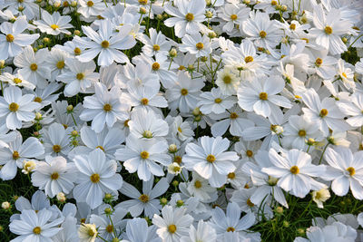 Close-up of white flowering plants