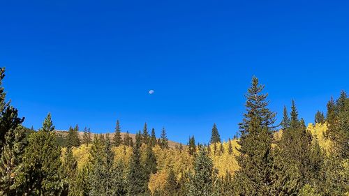 Scenic view of forest against clear blue sky
