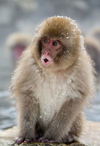 Monkey sitting on snow