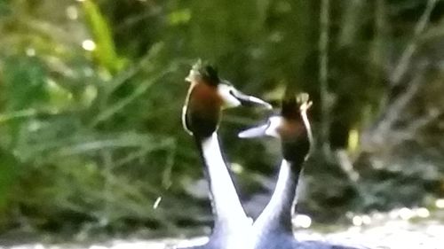 Bird perching on leaf