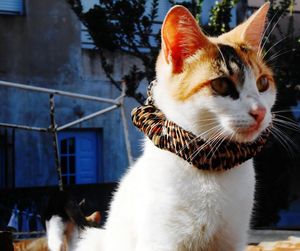 Close-up of cat looking away