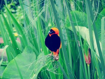 Bird perching on leaf