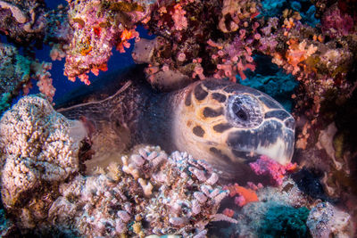 Fish swimming in sea