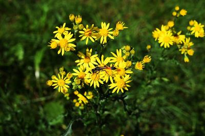 Close-up of yellow flowers blooming outdoors