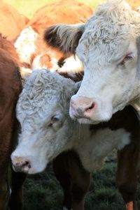 Close-up of cows