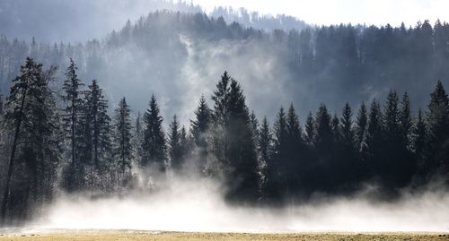 Foggy day with sunlight