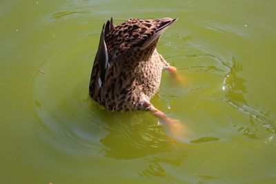 High angle view of mallard duck in lake