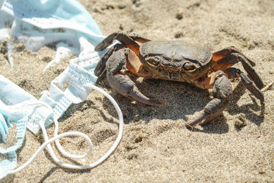 Sea crab on discarded waste pollution,covid-19 disease.contaminated ecosystem,coronavirus garbage