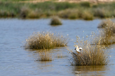 Bird in lake