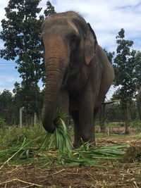 Elephant in a field