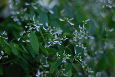 Close-up of green leaves