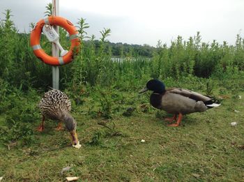 View of ducks on grassy field