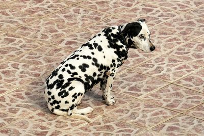 Dalmatian dog relaxing on footpath