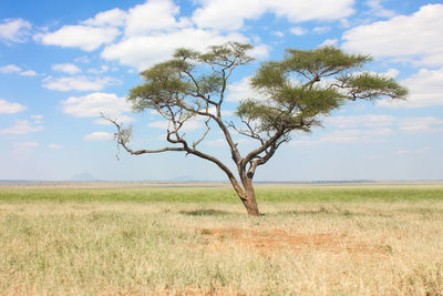 Tree on field against sky