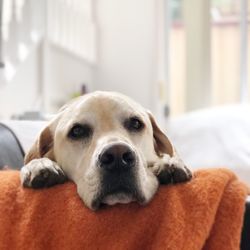 Close-up portrait of dog relaxing on bed at home