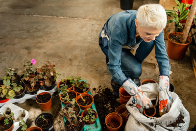 Gardener transplant plant. woman care houseplant, transplanting plant